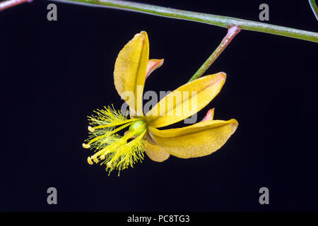 Seule fleur de Bulbine retinens, une succulente bulbeuse en provenance d'Afrique du Sud. En culture. Banque D'Images