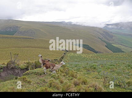 Deux lamas sur l'alpage, Antisana, Équateur Février Banque D'Images