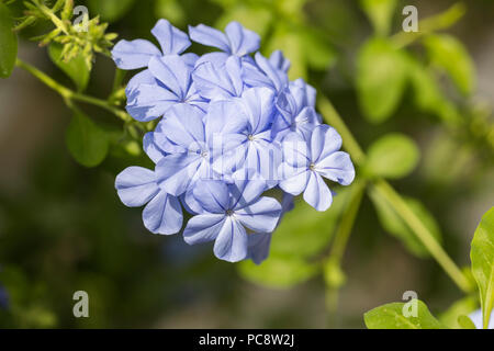 Gros plan de Plumbago Auriculata / Cape Ledwort floraison dans un jardin anglais, Angleterre, Royaume-Uni Banque D'Images