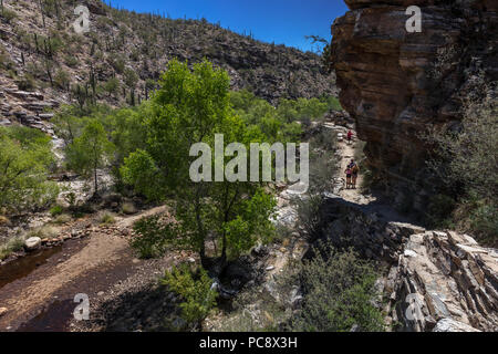 L'eau à faible Oasis riveraine, Sabino Canyon, AZ Banque D'Images