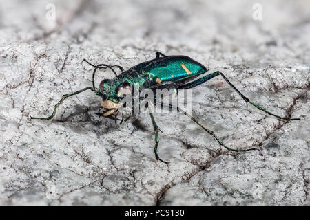 Green Tiger beetle Claybank Cicindela denverensis - Banque D'Images