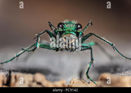 Green Tiger beetle Claybank Cicindela denverensis - Banque D'Images