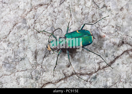 Green Tiger beetle Claybank Cicindela denverensis - Banque D'Images