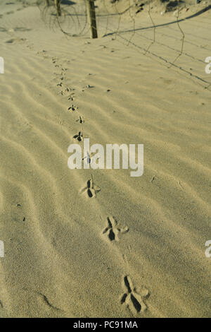 Ligne d'empreintes de pieds d'oiseaux dans le sable par le vent le long des clôtures Banque D'Images