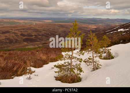 Trois petits pins émergeant de la neige fondante sur une colline dans les Highlands écossais, UK Banque D'Images