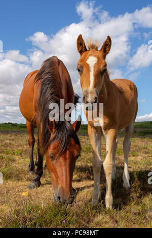 Mère de couleur beige et de poney poulain dans la nouvelle forêt sur une journée ensoleillée en été, Hampshire, Royaume-Uni Banque D'Images