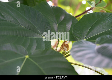 Feuilles de ficus auriculata moraceae oreille d'fig du Népal contexte structure Banque D'Images