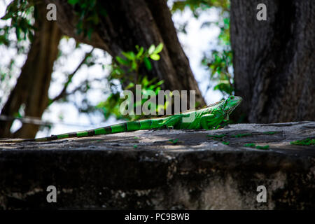 Lézard iguane vert debout sur un rocher au milieu d'un parc de la ville dans la capitale de la Martinique, Fort-de-France. Banque D'Images