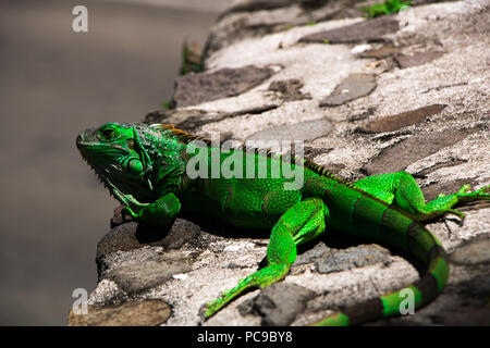 Lézard iguane vert debout sur un rocher au milieu d'un parc de la ville dans la capitale de la Martinique, Fort-de-France. Banque D'Images