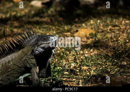 Lézard iguane brun debout sur un rocher au milieu d'un parc de la ville dans la capitale de la Martinique, Fort-de-France. Banque D'Images