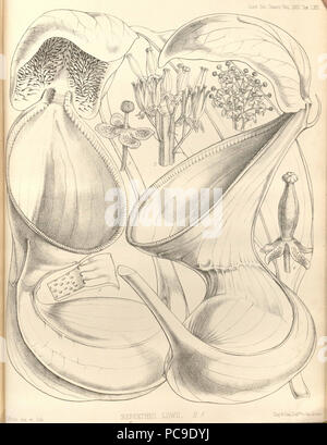 440 Nepenthes lowii - Transactions de la Société linnéenne de Londres (1859) Banque D'Images