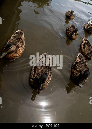 Les Canards colverts de détente sur l'eau Banque D'Images