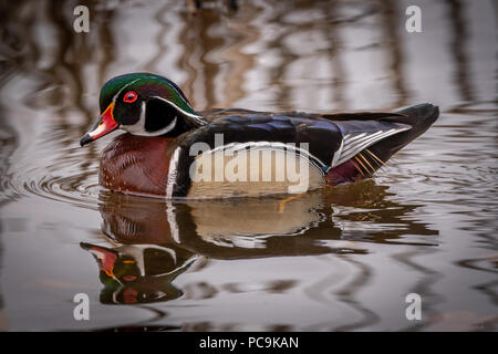 Vue latérale d'un canard en bois coloré (Aix sponsa) drake natation se reflète dans l'eau. Banque D'Images