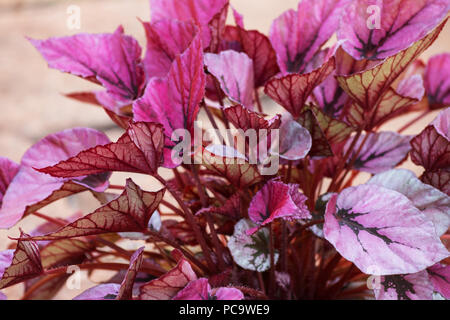 Red Bull begonia plante Banque D'Images