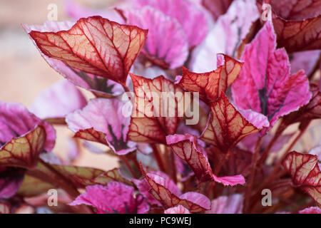 Red Bull begonia plante Banque D'Images