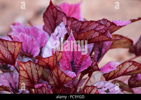 Red Bull begonia plante Banque D'Images