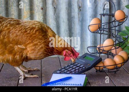 Real rescued former battery hen calculating egg production, accounts, small business and tax Banque D'Images