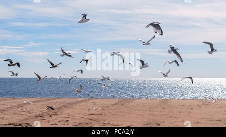 Troupeau de mouette oiseaux volant dans l'air contre beau ciel nuageux et l'océan en arrière-plan. Plage de sable jaune en bas de la photo. Banque D'Images