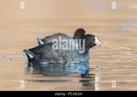 Foulque d'Amérique (Fulica americana), en avril, en Amérique du Nord, par Dominique Braud/Dembinsky Assoc Photo Banque D'Images