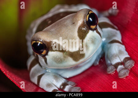 Amazon (grenouilles lait Trachycephalus resinifictrix) Banque D'Images