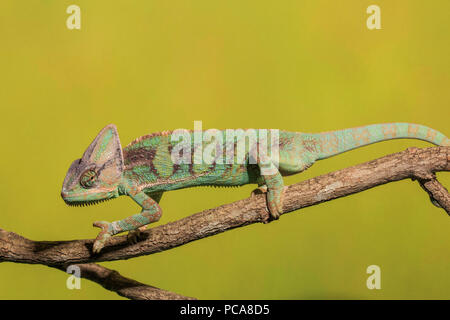 (Chamaeleo calyptratus caméléon voilée) Banque D'Images