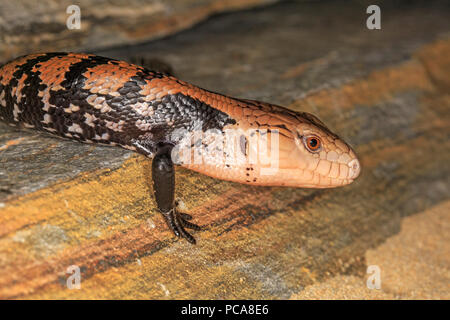 Halmahera langue bleue (Tiliqua gigas scinque) Banque D'Images