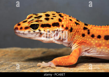 Le gecko léopard (Eublepharis macularius), chef close up Banque D'Images