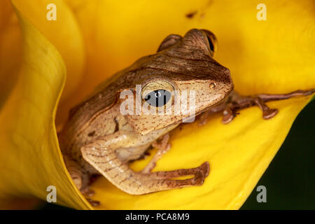 Borneo Hibou Grenouille (Polypedates otilophus) sur fleur Banque D'Images