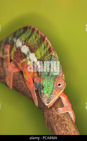 Caméléon panthère Ambilobe (Furcifer pardalis) Banque D'Images