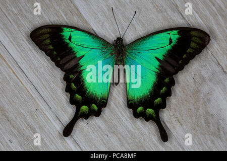 Papilio lorquinianus (Sea Green, Swallowtail Banque D'Images