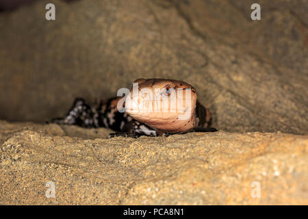 Halmahera langue bleue (Tiliqua gigas scinque) Banque D'Images