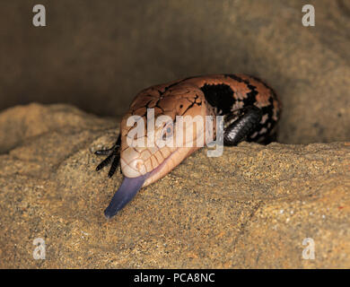 Halmahera langue bleue (Tiliqua gigas scinque) Banque D'Images