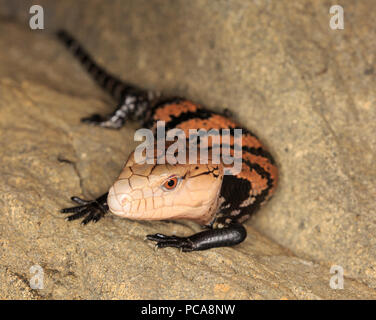 Halmahera langue bleue (Tiliqua gigas scinque) Banque D'Images