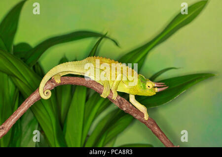 Caméléon de Jackson, Jackson's horned chameleon, ou trois Kikuyu-horned chameleon (Trioceros jacksonii,) on tree branch (captive) Banque D'Images