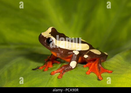 Clown Hyla leucophyllata) sur rouge gerber daisy flower Banque D'Images