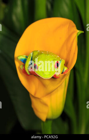 La rainette aux yeux rouges (agalychnis callidryas) sur l'orange calla lily Banque D'Images