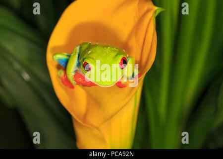 La rainette aux yeux rouges (agalychnis callidryas) sur l'orange calla lily Banque D'Images