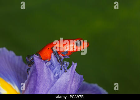 Nicaragua blue jean dart frog ou Pumilio dart frog (Oophaga pumilio) sur un iris Banque D'Images