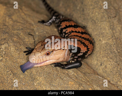 Halmahera langue bleue (Tiliqua gigas scinque) Banque D'Images