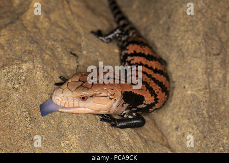 Halmahera langue bleue (Tiliqua gigas scinque) Banque D'Images