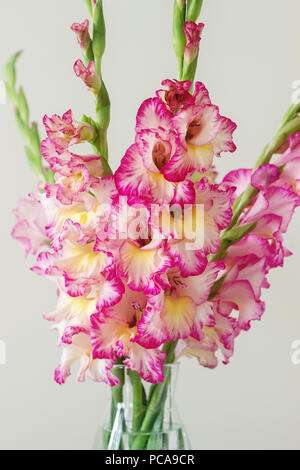 Un bouquet de glaïeuls multicolores dans un vase en verre sur un fond clair. Carte de vœux. Banque D'Images