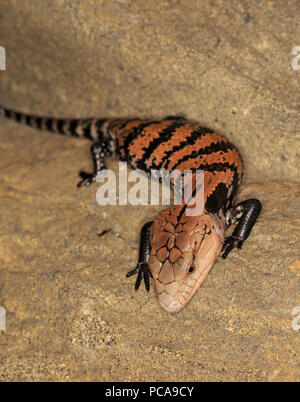 Halmahera langue bleue (Tiliqua gigas scinque) Banque D'Images