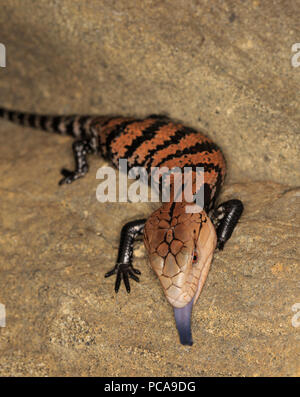 Halmahera langue bleue (Tiliqua gigas scinque) Banque D'Images