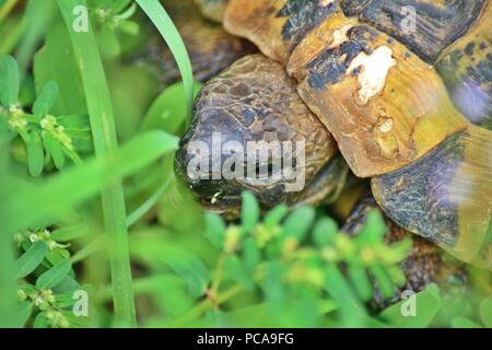 Une photo en gros plan d'une tortue marche sur le terrain Banque D'Images