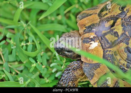 Une photo en gros plan d'une tortue marche sur le terrain Banque D'Images