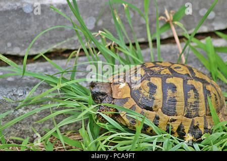 Une photo en gros plan d'une tortue marche sur le terrain Banque D'Images