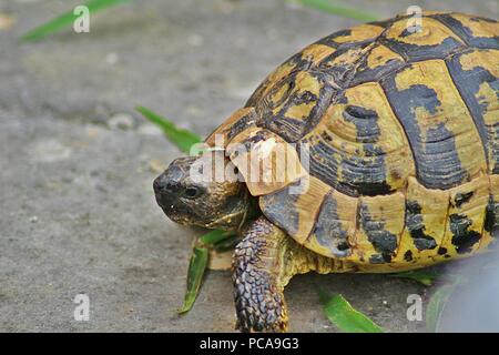 Une photo en gros plan d'une tortue marche sur le terrain Banque D'Images