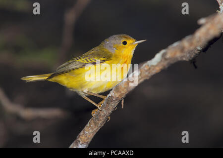 Paruline jaune Banque D'Images