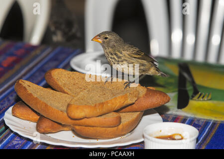 Avoir un petit déjeuner pour Darwin Banque D'Images