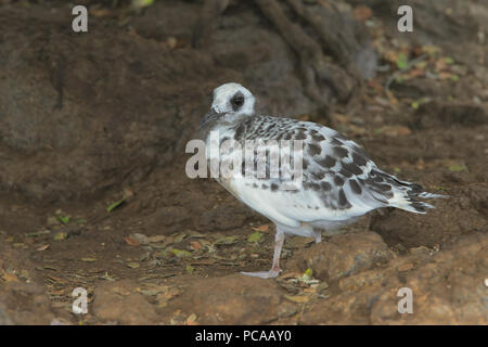 Swallow-tailed Gull Banque D'Images